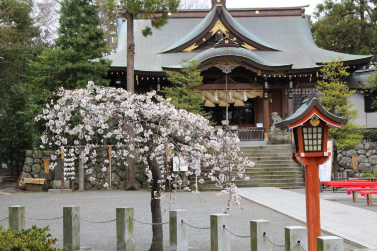 神奈川県にある六所神社と境内のしだれ桜