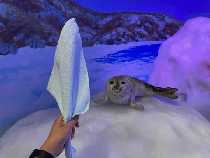 しばれ体験で凍ったタオルと、流氷体験テラスに展示されているレプリカのアザラシ