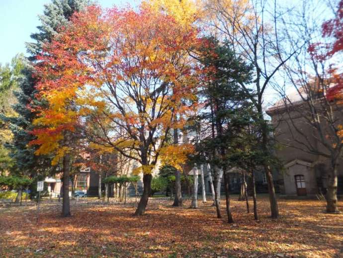 札幌市資料館の秋の様子