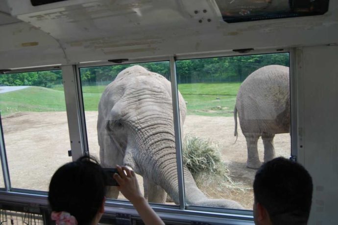 エサやりバスから見られる秋吉台自然動物公園サファリランドのゾウ