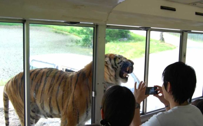 秋吉台自然動物公園サファリランドのトラが見られるサファリバス
