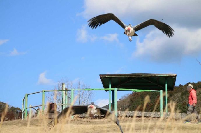 空を飛ぶ秋吉台自然動物公園サファリランドのアフリカハゲコウ