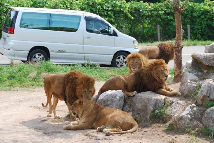 車から直に見られる秋吉台自然動物公園サファリランドのライオンたち