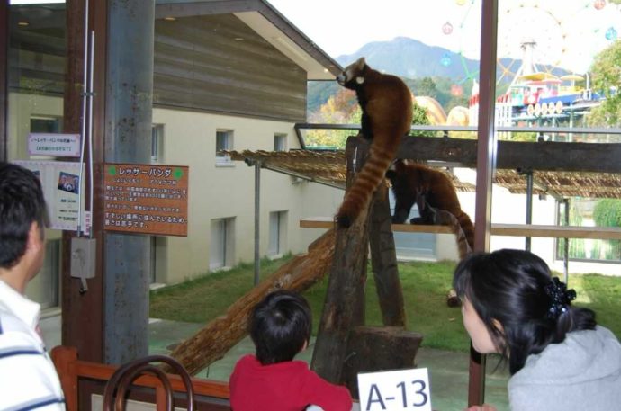 秋吉台自然動物公園サファリランドにあるレッサーパンダが見られるレストラン