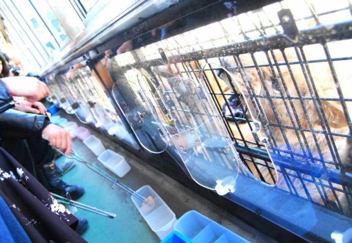 秋吉台自然動物公園サファリランドのエサやりバス