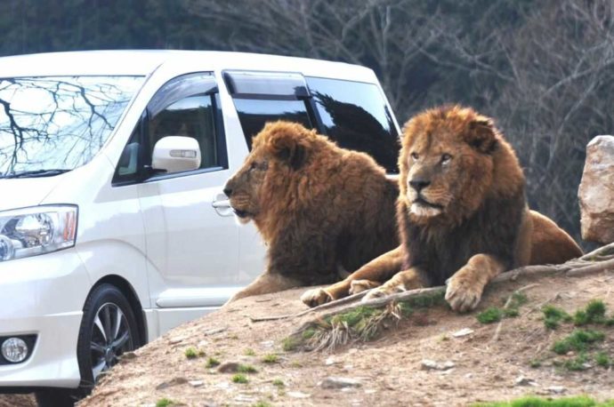車のすぐ近くで見られる秋吉台自然動物公園サファリランドのライオン