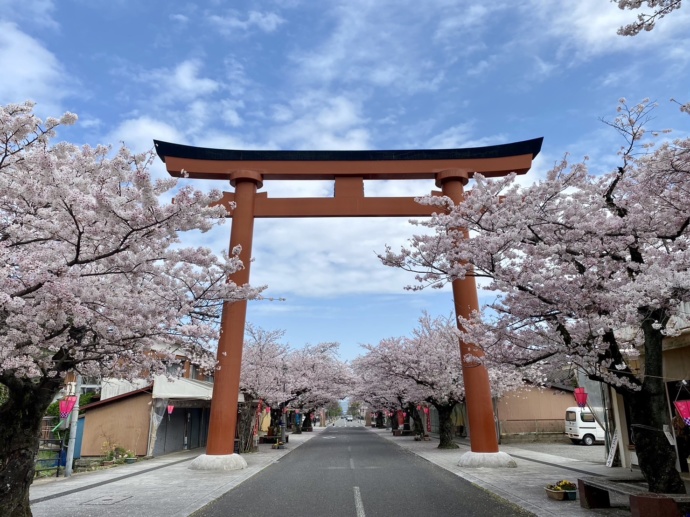 桜の季節の経ヶ岳山