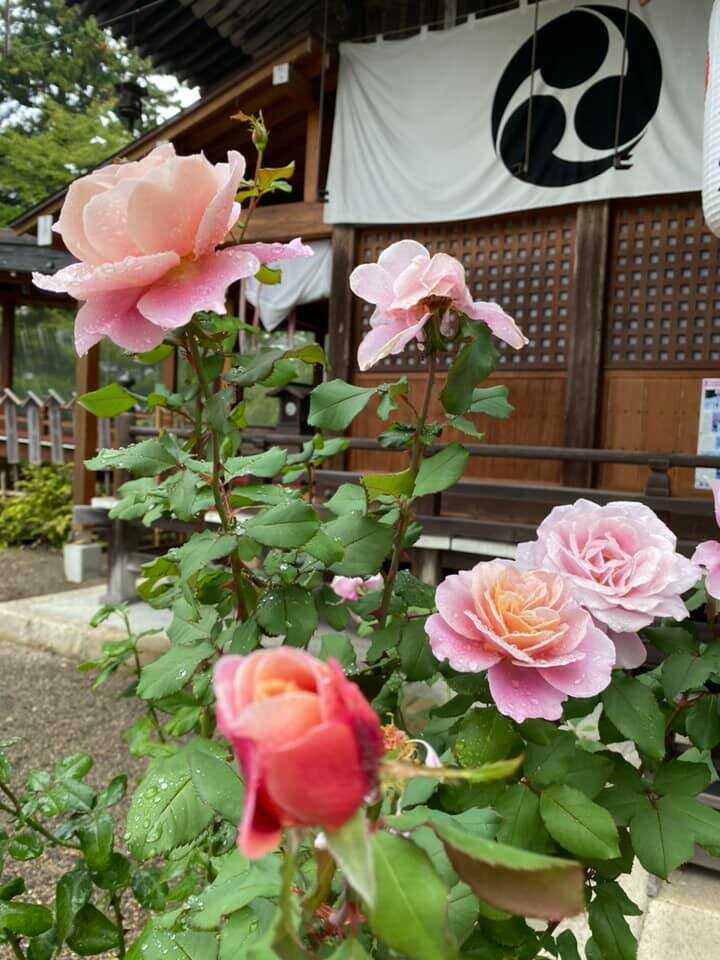 「寒河江八幡宮」境内で開花した薔薇