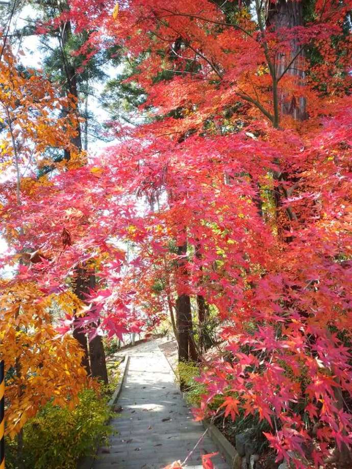 「寒河江八幡宮」境内で色付く紅葉