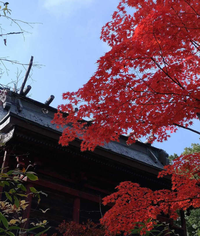 「寒河江八幡宮」と秋の紅葉