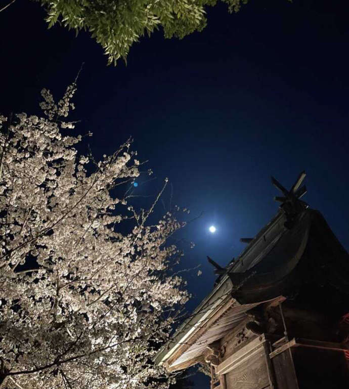 「寒河江八幡宮」とライトアップされた桜の木