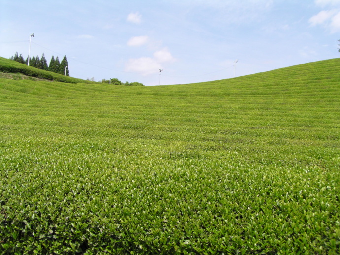 相良村のお茶畑