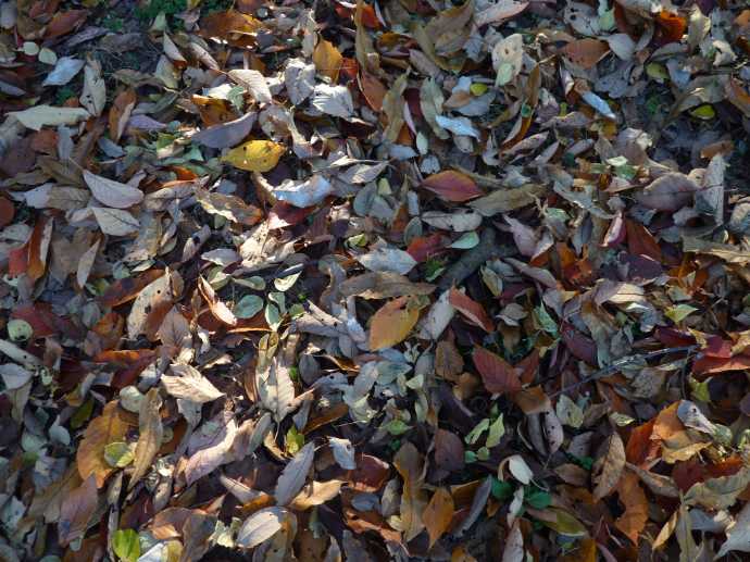 「さいたま緑の森博物館」の敷地内で見られる落ち葉