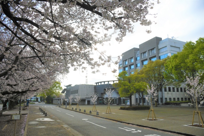三芳町役場と桜