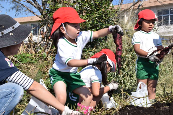 西都市の学校で芋掘りをする子どもたち