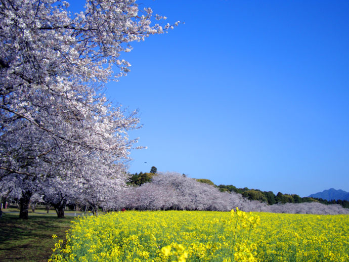 西都原古墳群に広がる桜と菜の花
