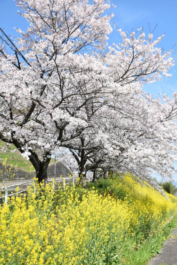 坂祝町にある加茂山にさく桜と菜の花