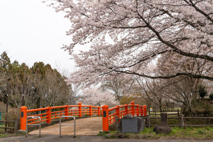 お丸山公園の桜