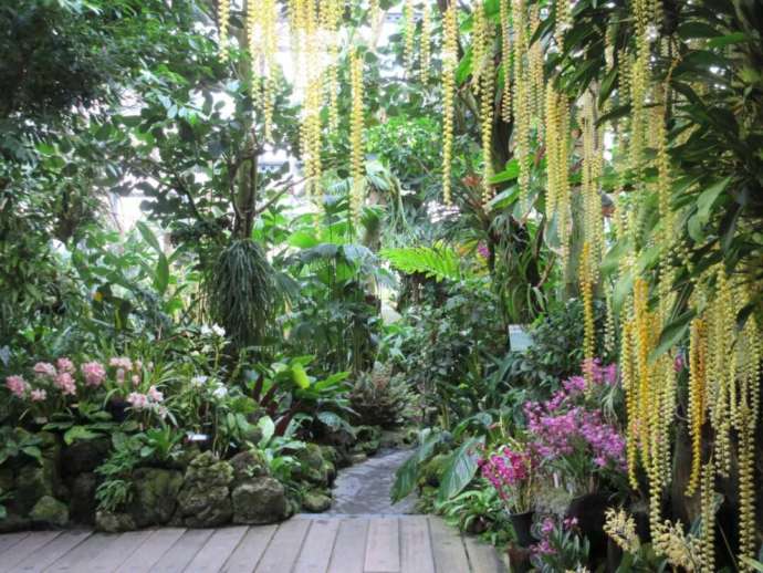 咲くやこの花館の熱帯雨林室の風景