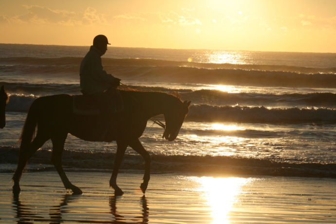 本須賀海水浴場の海岸を歩く馬