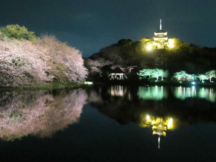 三溪園のライトアップされた夜桜の様子