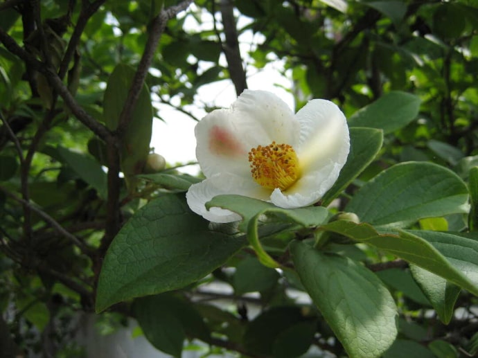 公益財団法人三甲美術館で写真撮影ができる沙羅双樹の花