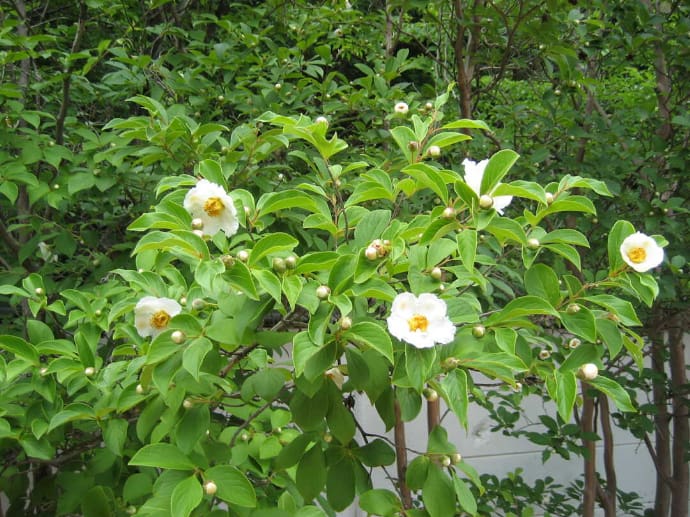 公益財団法人三甲美術館のお庭に咲く沙羅双樹の花