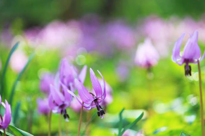 群生している、紫色のカタクリの花