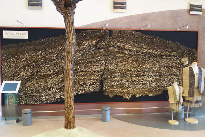 奥松島縄文村歴史資料館にある里浜貝塚の貝層
