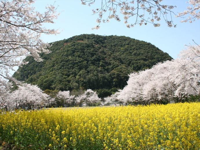薩摩川内市にある丸山公園で桜や菜の花が咲いている様子