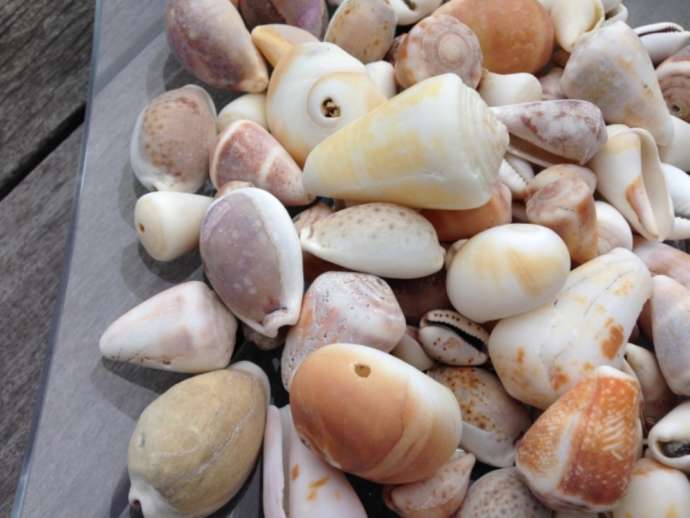 「し〜もん 伊豆下田のアウトドア・自然体験案内所」のシークラフト体験で使用する貝殻