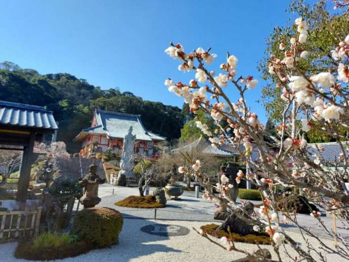 青隆寺の境内に咲く梅