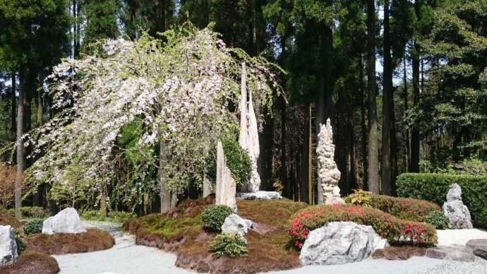 青隆寺に咲く枝垂れ桜