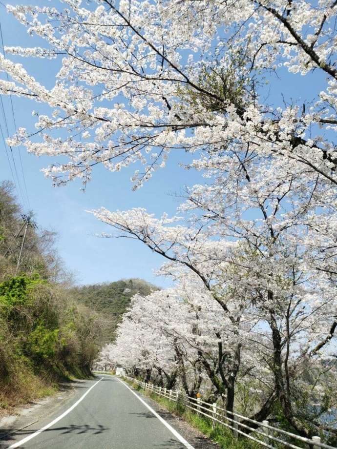 鹿野川ダム周辺道路沿いに咲く桜の様子