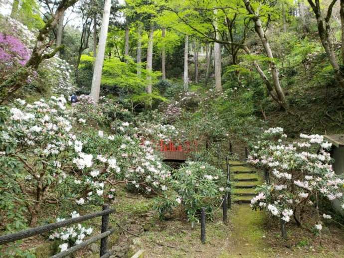 愛媛県大洲市丸山公園に咲くシャクナゲ