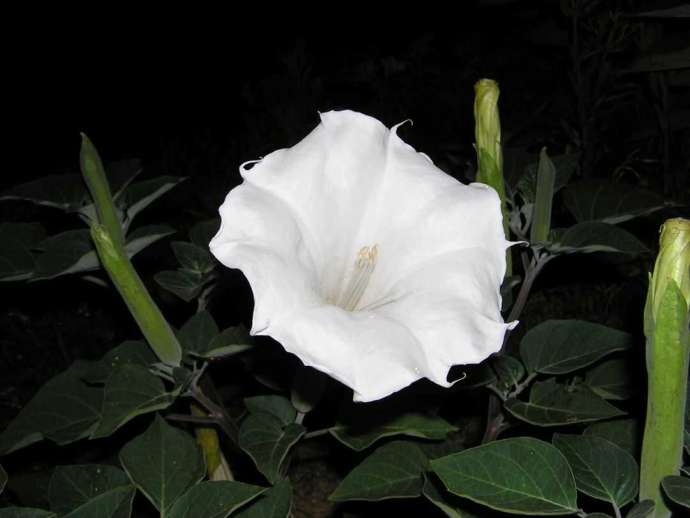麻酔薬の主成分になった植物「マンダラゲ（朝鮮朝顔）」の写真