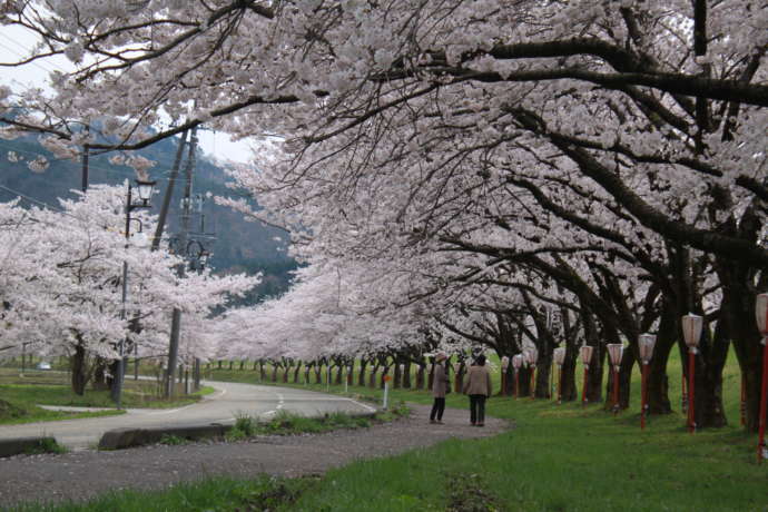 関川村の高瀬にある桜並木と桜を鑑賞する人