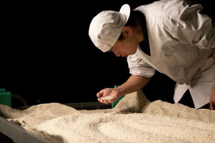 新潟県にある「長谷川酒造」の蔵人が酒米の具合を確認する様子