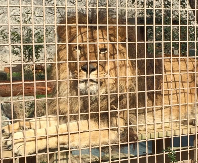 大牟田市動物園で飼育されているライオン