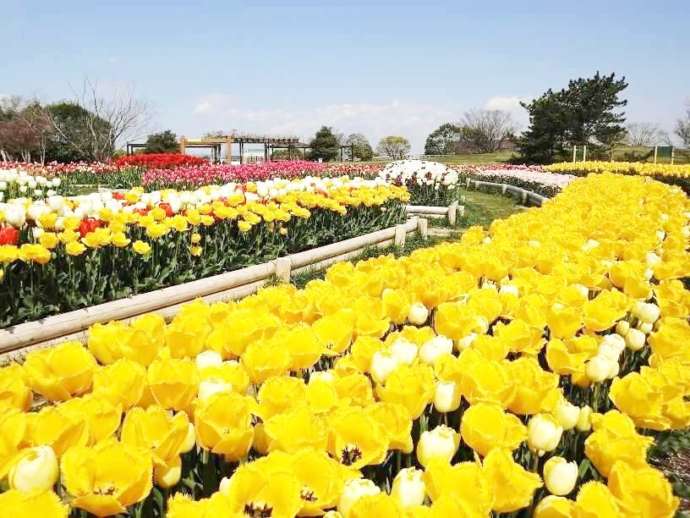 宮城県仙台市の「せんだい農業園芸センター」で咲く黄色いチューリップ