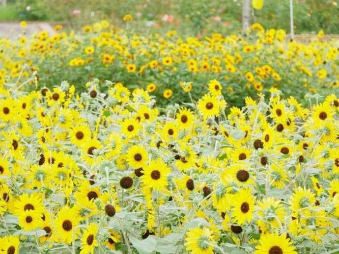 宮城県仙台市の「せんだい農業園芸センター」にある沈床花壇で咲くひまわり