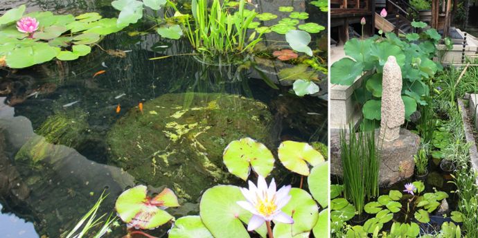 大阪市平野区にある全興寺のビオトープである令和池
