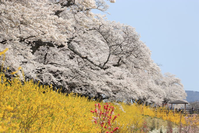 柴田町の一目千本桜とレンギョウ
