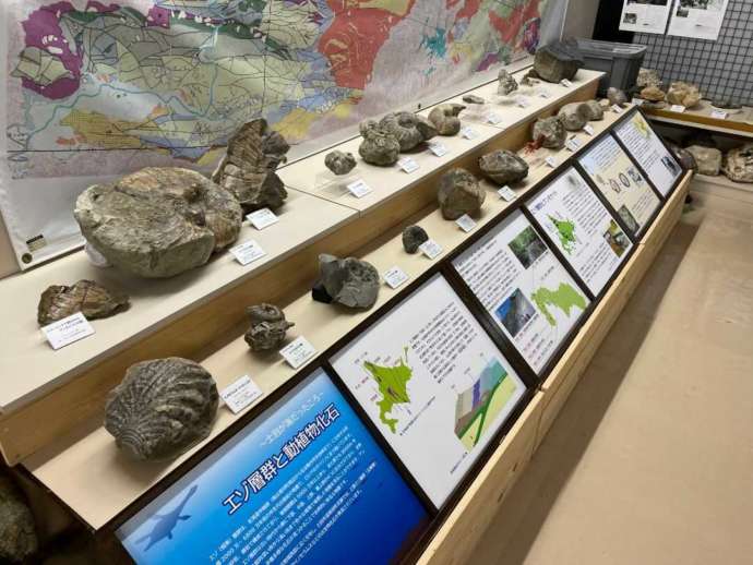 「士別市立博物館」1階の自然展示コーナー（常設展）のさまざまな化石類
