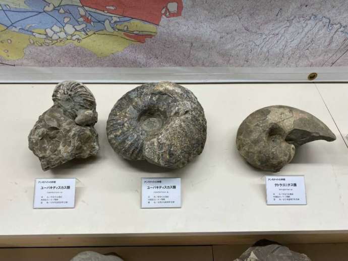 「士別市立博物館」1階の自然展示コーナー（常設展）のアンモナイトの化石