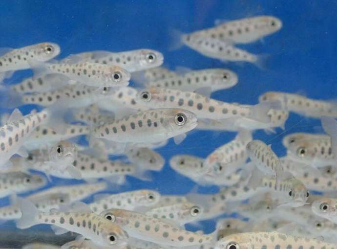 標津町の「サーモン科学館」の鮭の稚魚