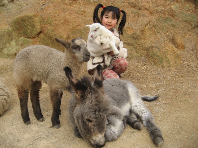 岡山県玉野市の渋川動物公園でヤギとふれあう女の子