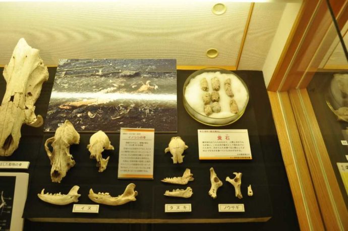 「七ケ浜町歴史資料館」に展示されている大木囲貝塚から出土した陸棲動物の骨や糞石