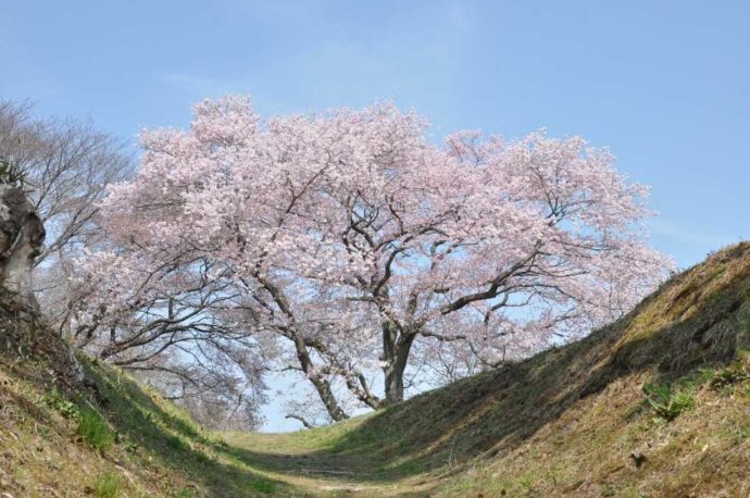 大木囲貝塚内にあるエドヒガンの一本桜「だいぎ桜」