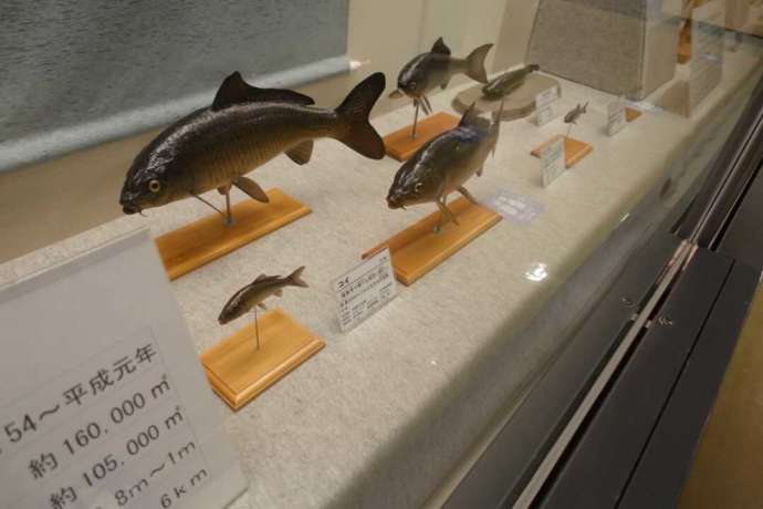 水戸市立博物館の常設展の自然部門の展示